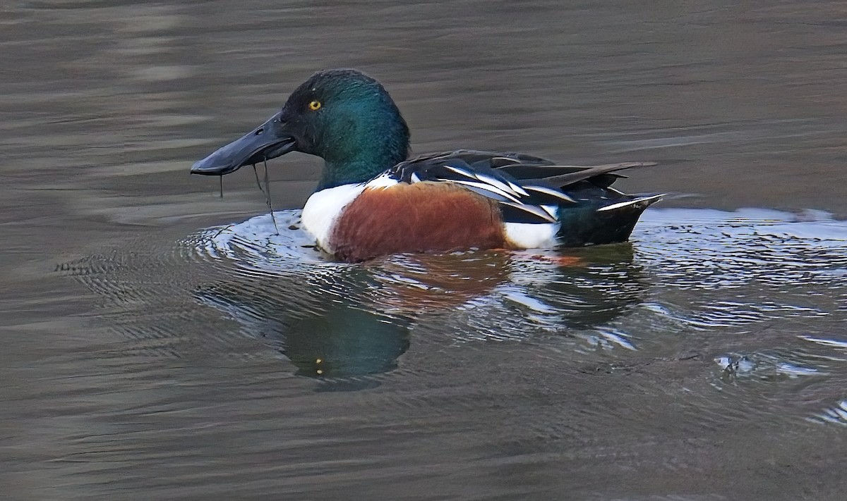 Northern Shoveler - ML648306250