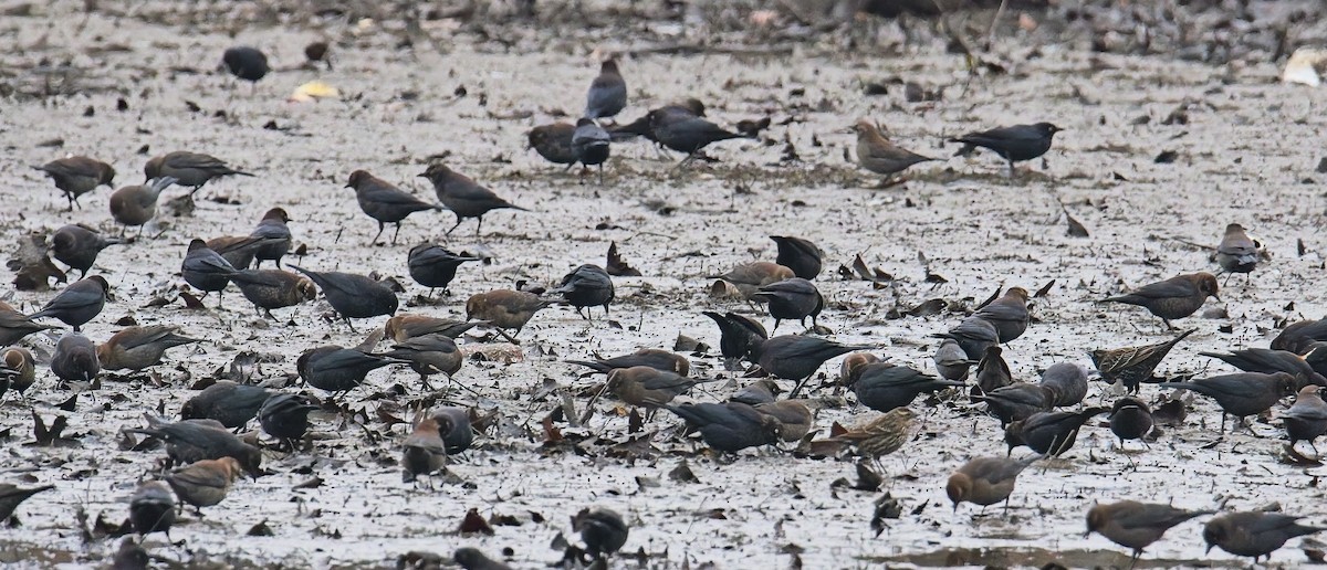 Rusty Blackbird - ML648306307