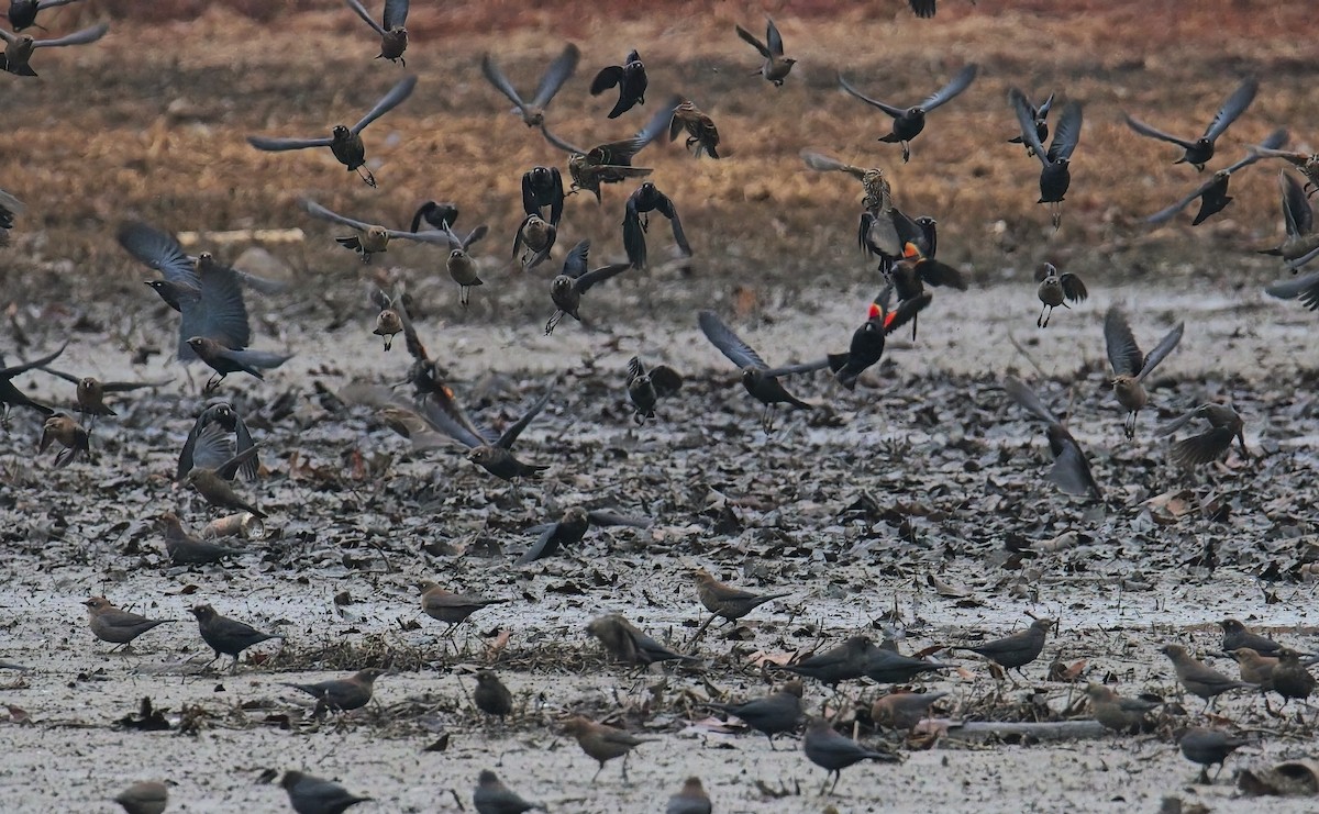 Rusty Blackbird - ML648306308