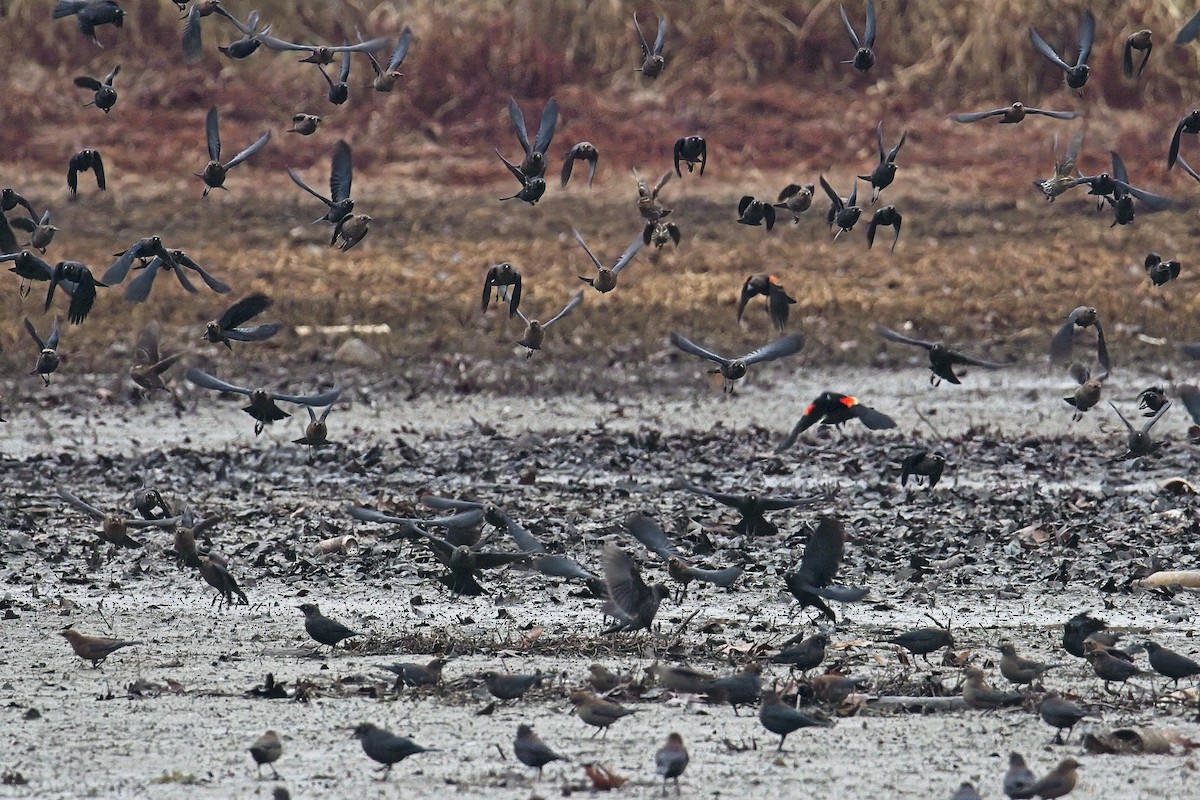 Rusty Blackbird - ML648306309