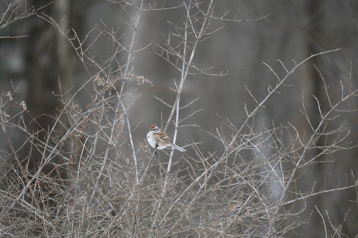 American Tree Sparrow - ML648306360