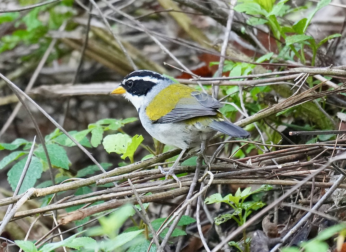 Yosun Sırtlı Çalı Serçesi - ML648306392