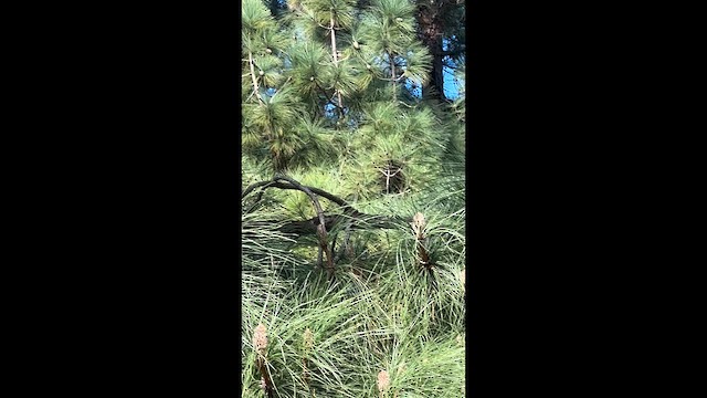 Einsiedelwaldsänger - ML648306422