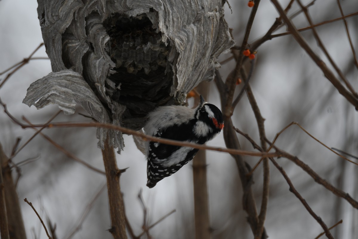 Downy Woodpecker - ML648306448