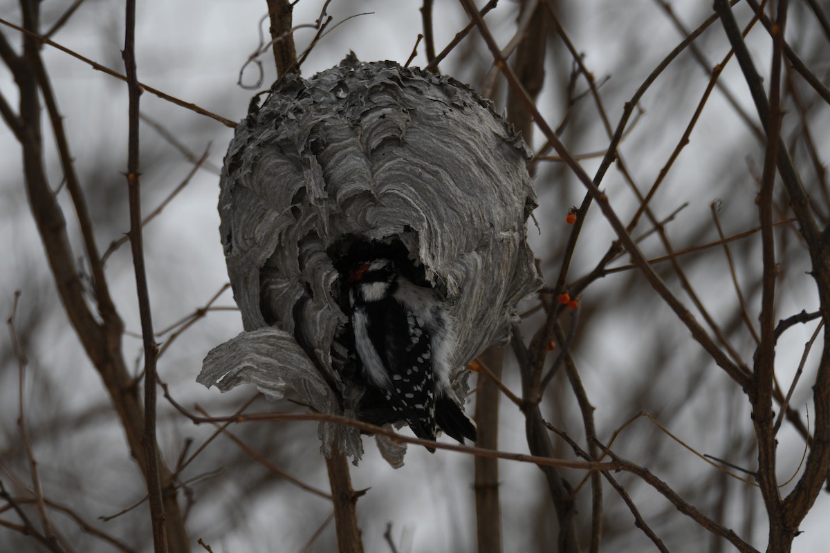 Downy Woodpecker - ML648306451