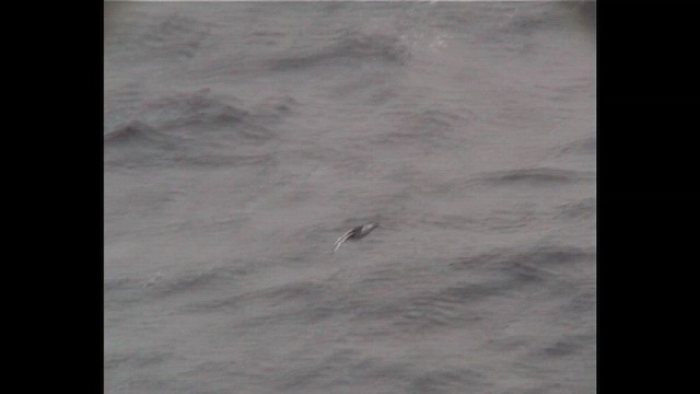 Antarctic Petrel - ML648306849