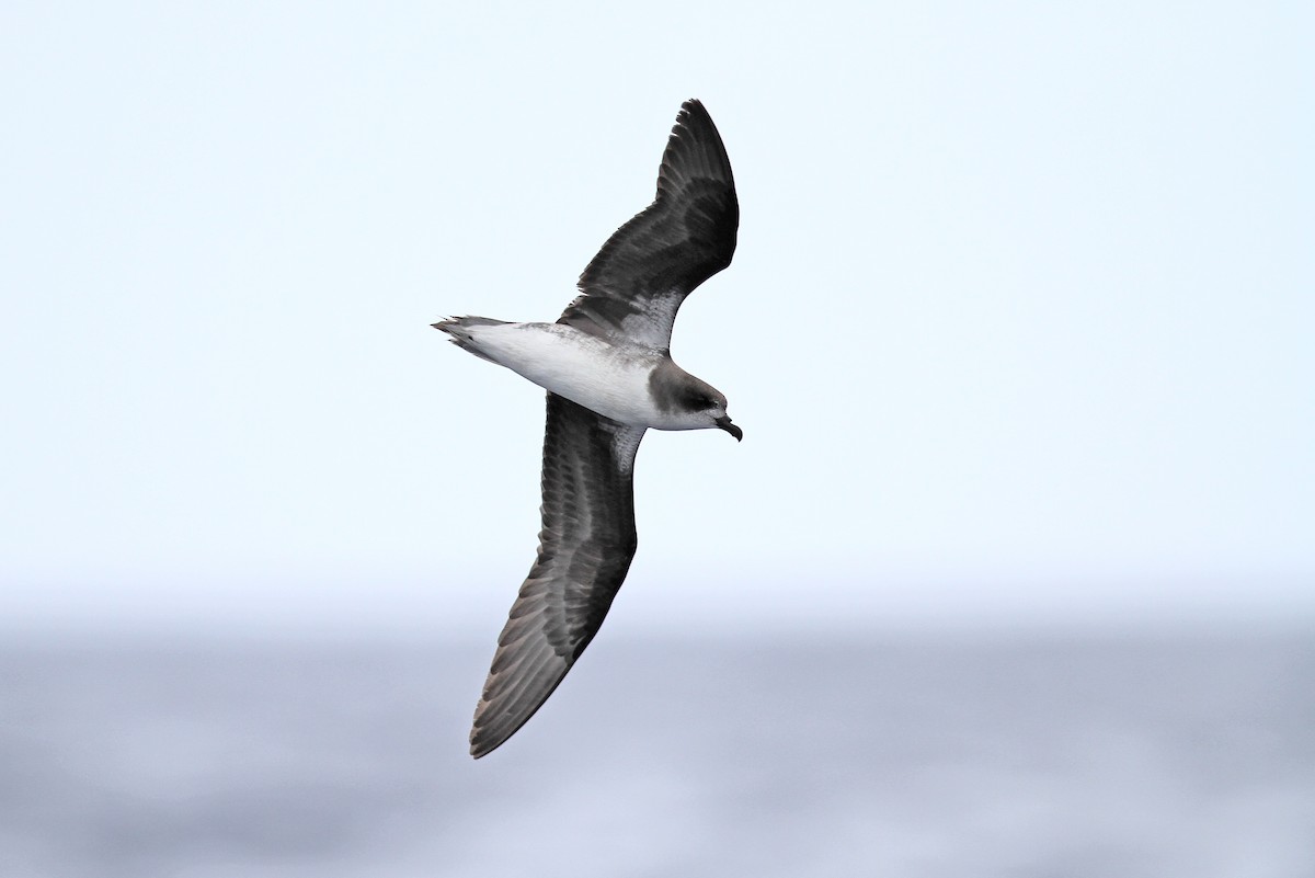 Zino's Petrel - Christoph Moning