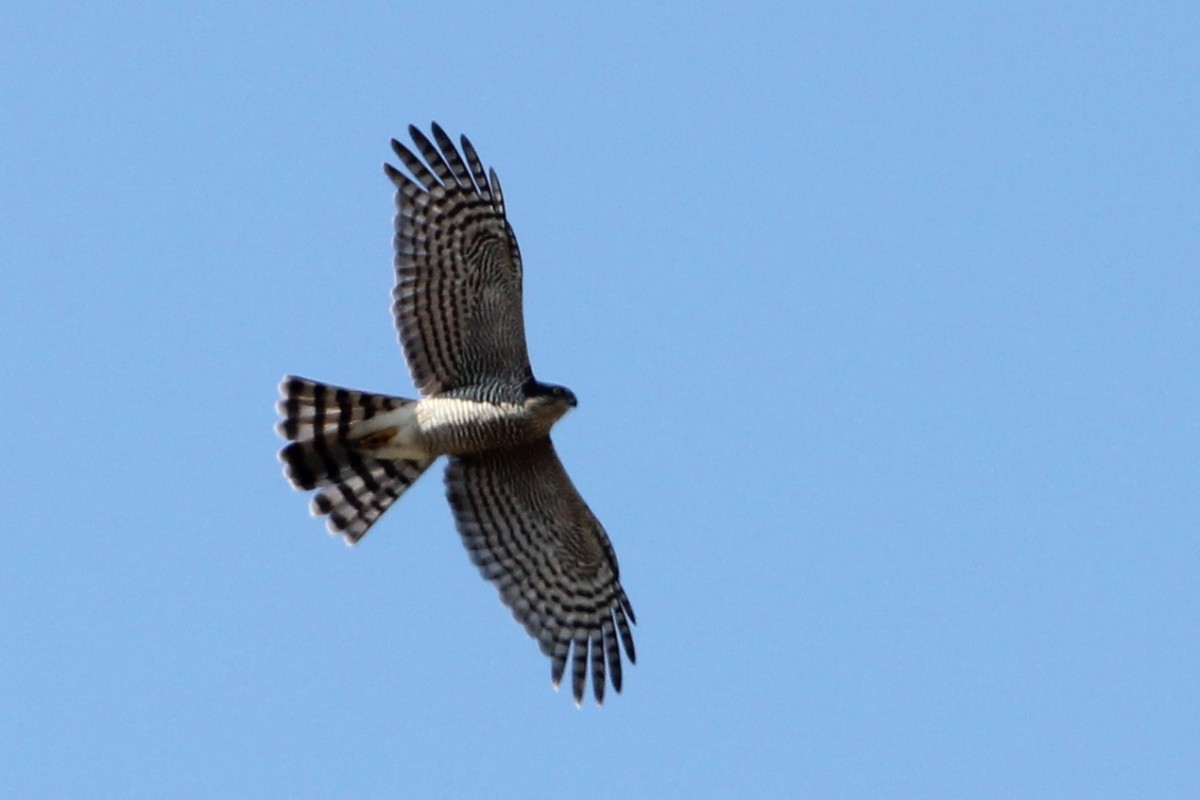 Eurasian Sparrowhawk - ML648307302
