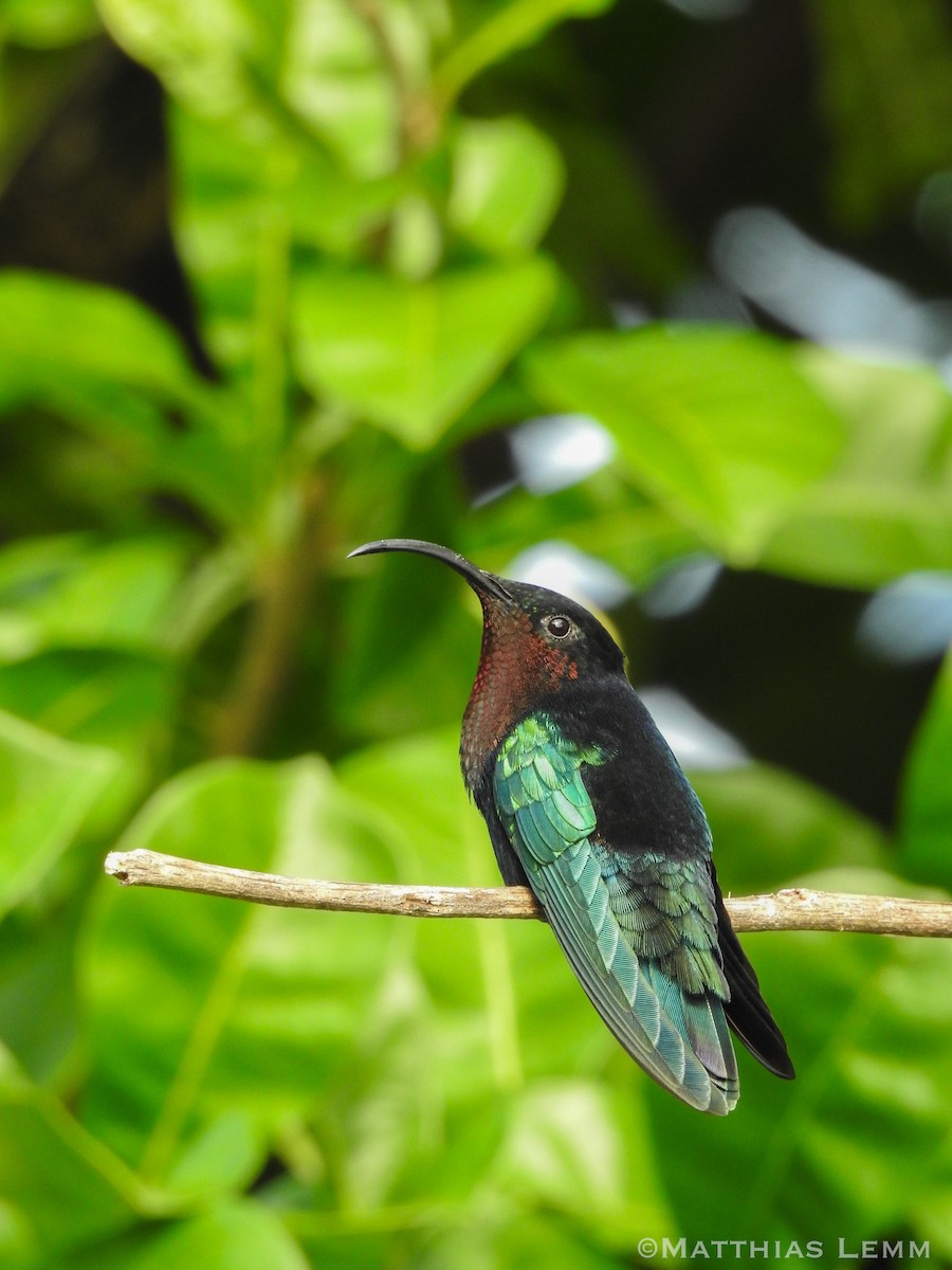 Purple-throated Carib - ML648307583