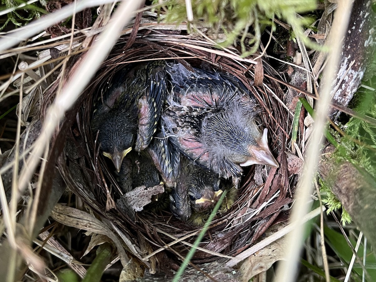 Brown-headed Cowbird - ML648307691