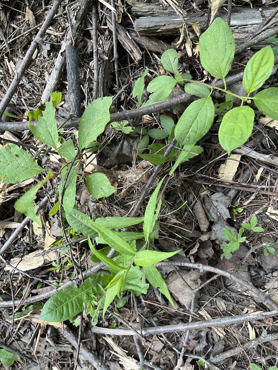 Ovenbird - ML648307724