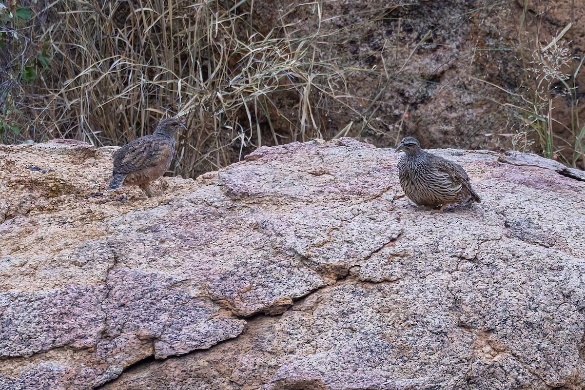 Hartlaub's Spurfowl - ML648308006