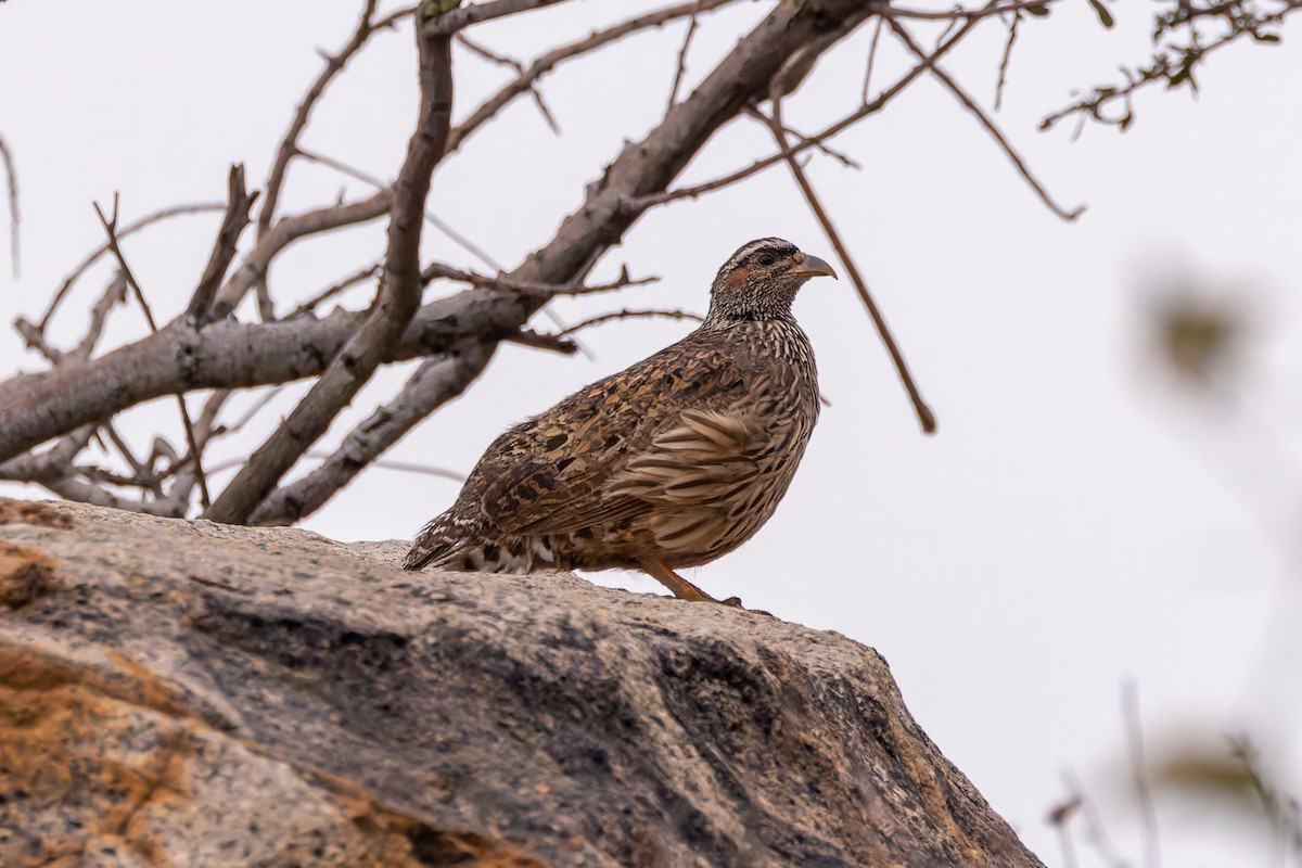 Hartlaub's Spurfowl - ML648308007