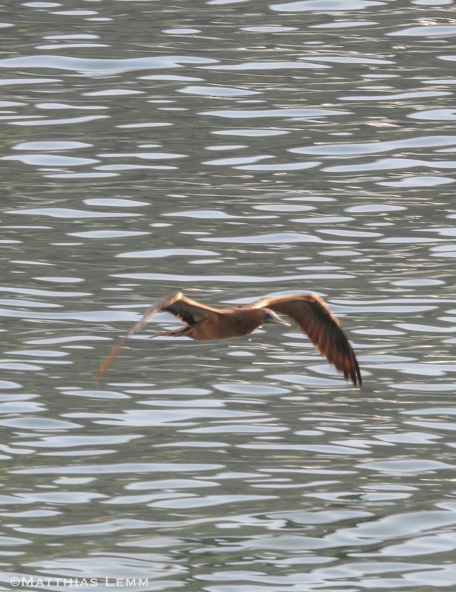 Sula fosca - ML648308034