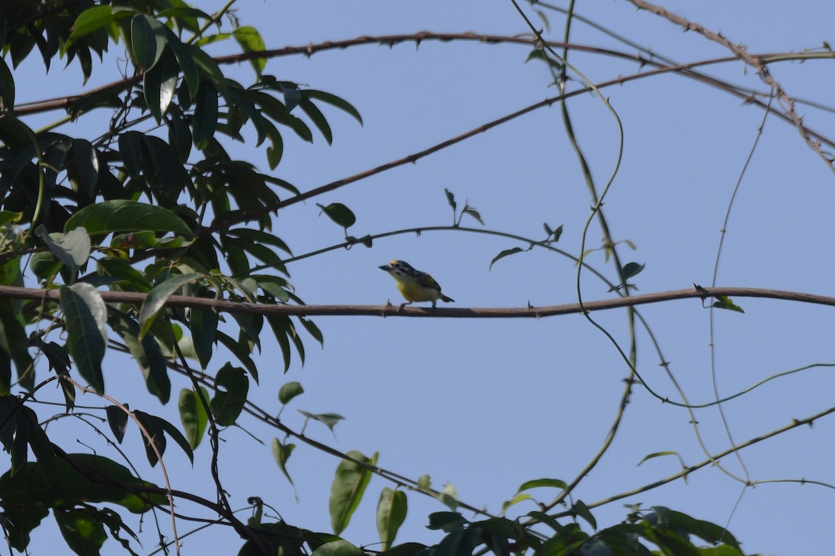 キビタイヒメゴシキドリ - ML648308066