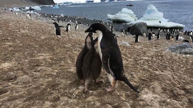 Adelie Penguin - ML648308089