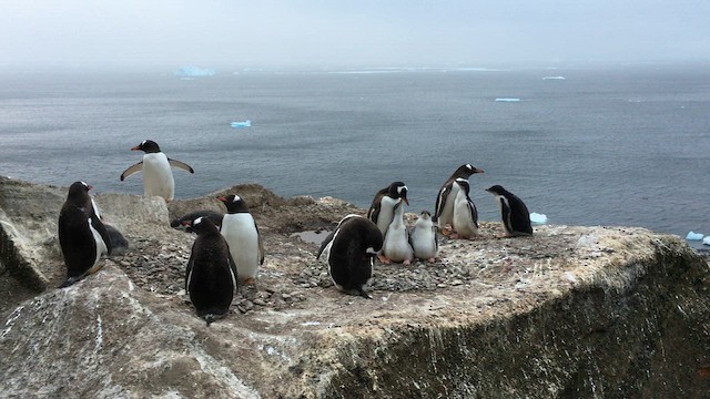 Gentoo Penguin - ML648308110