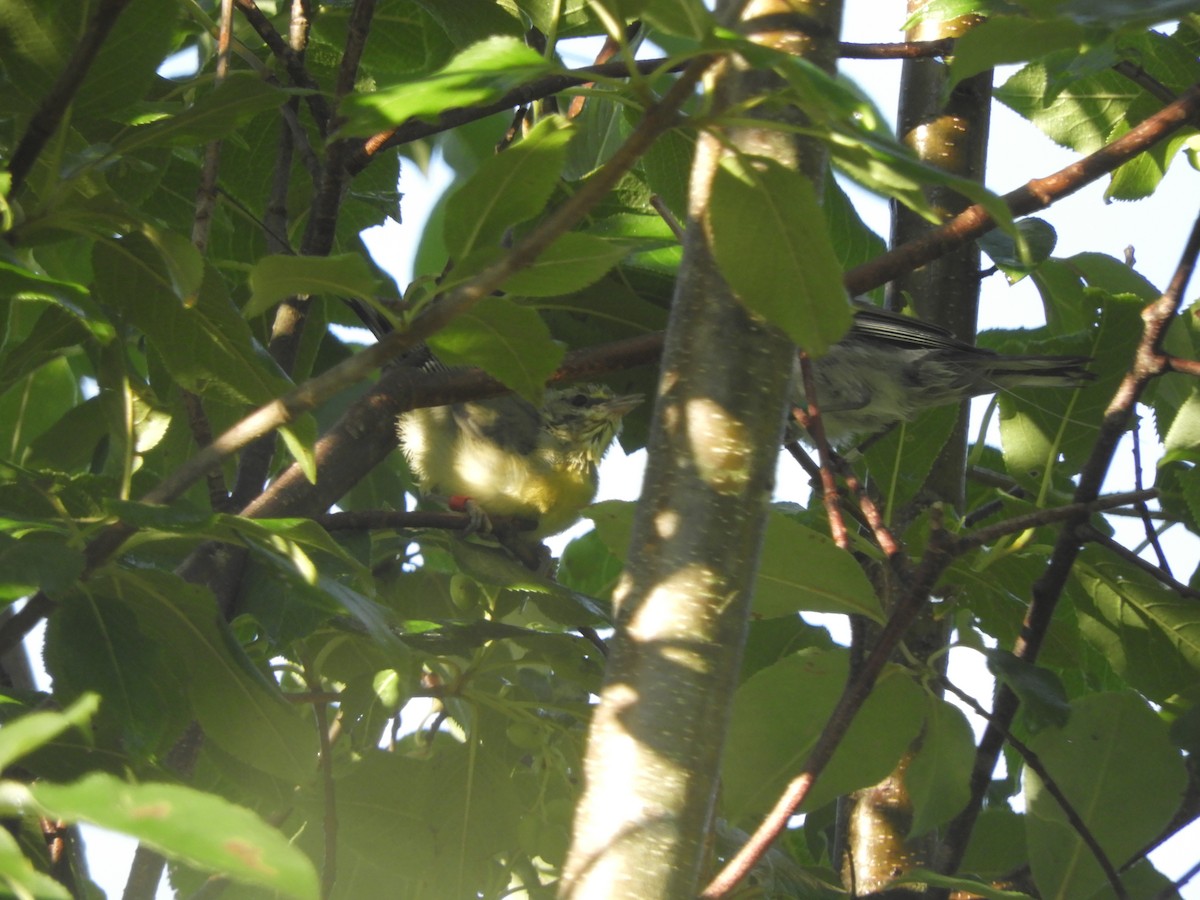 Golden-winged x Blue-winged Warbler (hybrid) - ML648308189