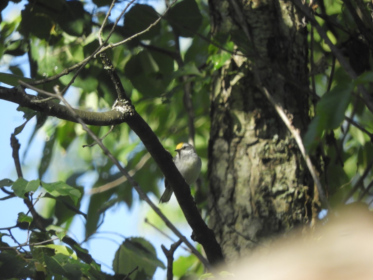 Brewster's Warbler (hybrid) - ML648308204