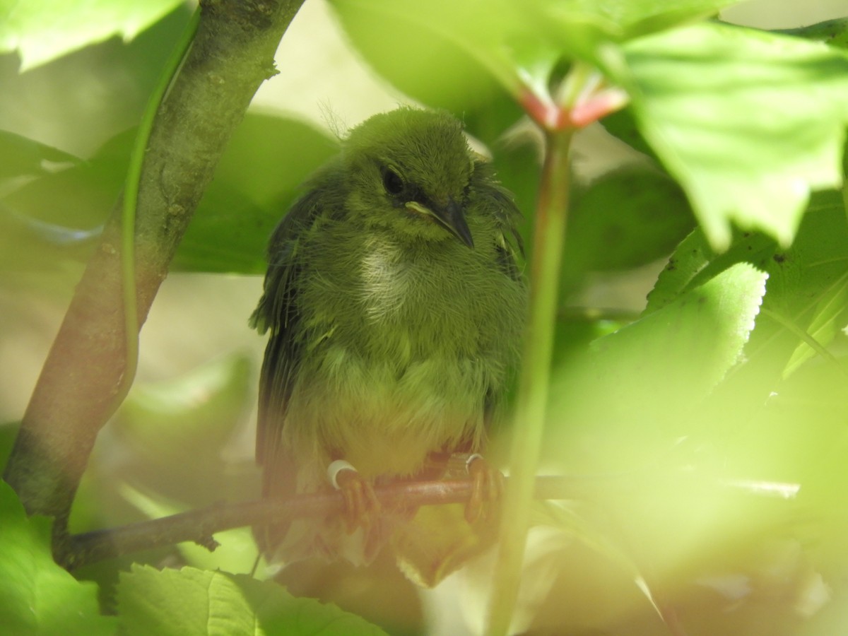 Golden-winged x Blue-winged Warbler (hybrid) - ML648308230