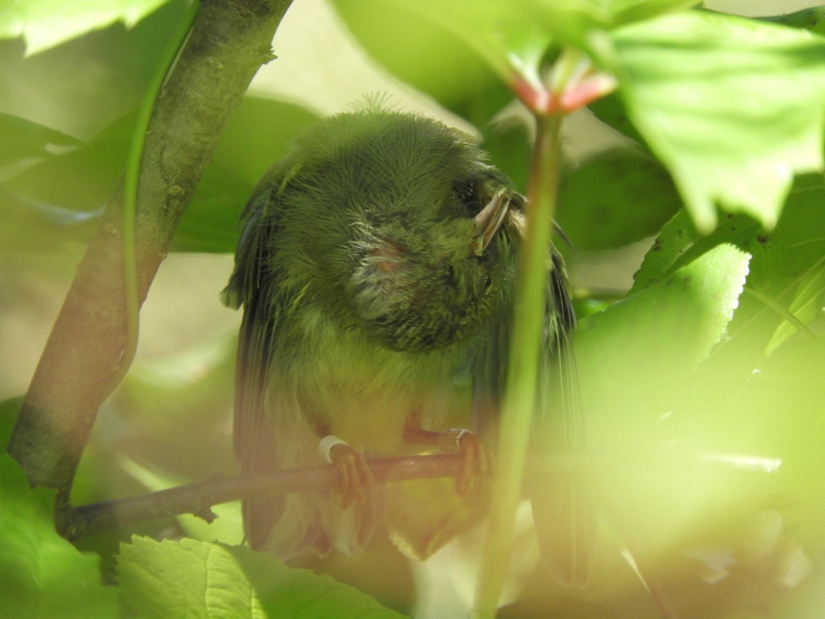 Golden-winged x Blue-winged Warbler (hybrid) - ML648308243
