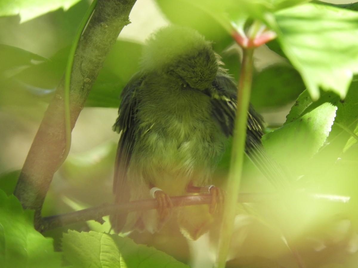 Golden-winged x Blue-winged Warbler (hybrid) - John McKay