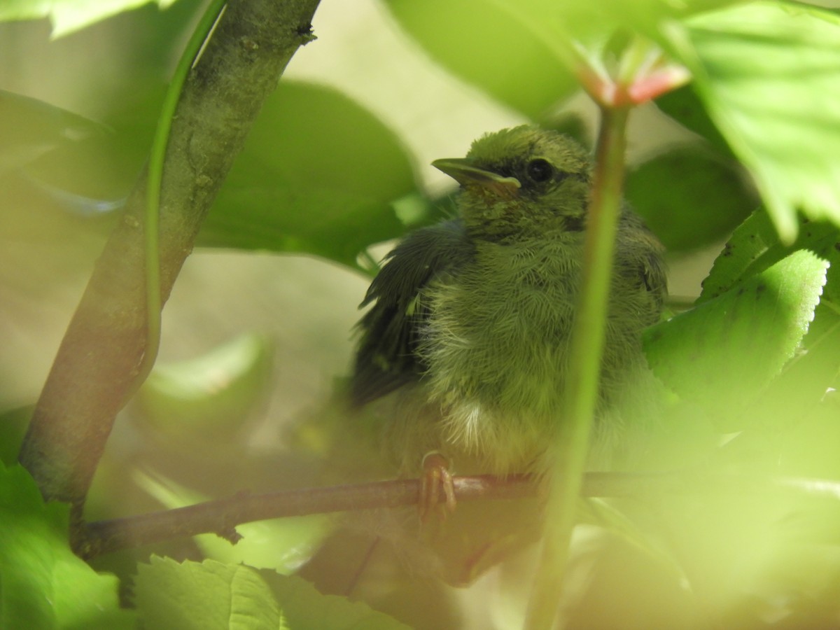 Golden-winged x Blue-winged Warbler (hybrid) - ML648308249