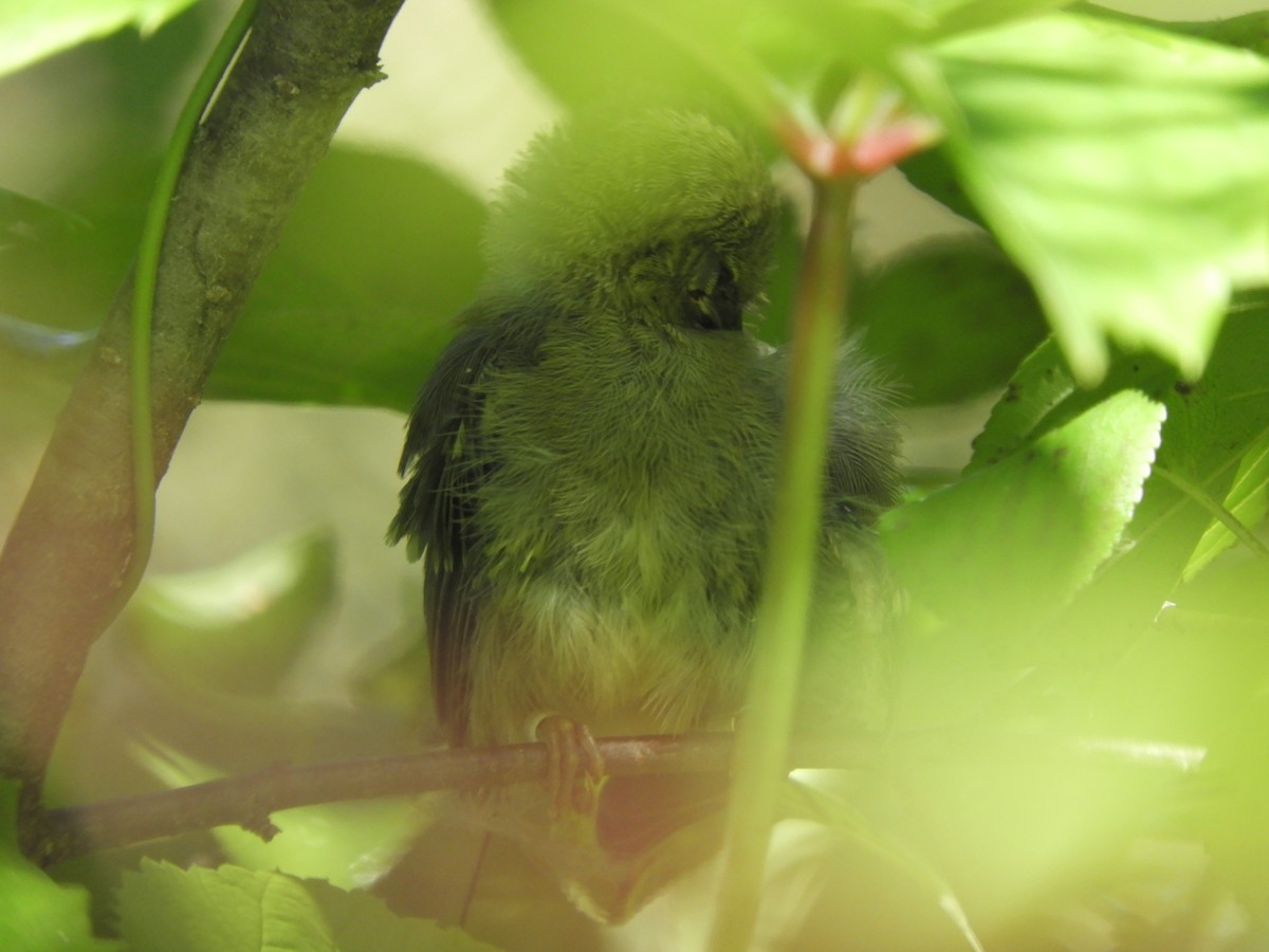 Golden-winged x Blue-winged Warbler (hybrid) - ML648308251