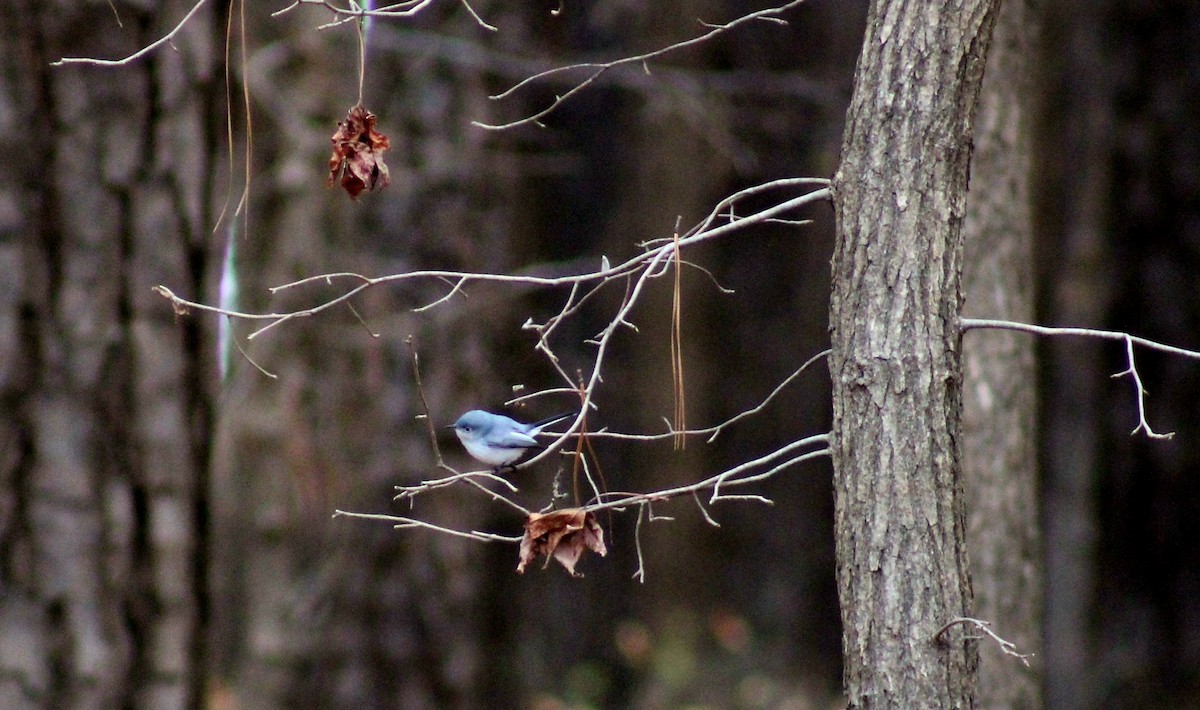 Perlita Grisilla - ML648308346