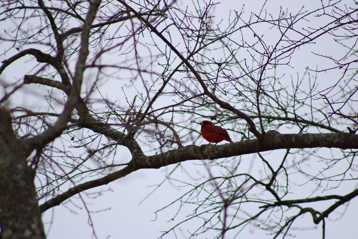 Cardenal Norteño - ML648308351