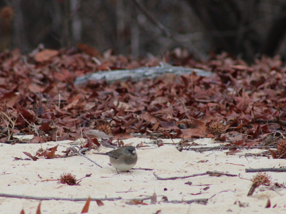 Junco Ojioscuro - ML648308367