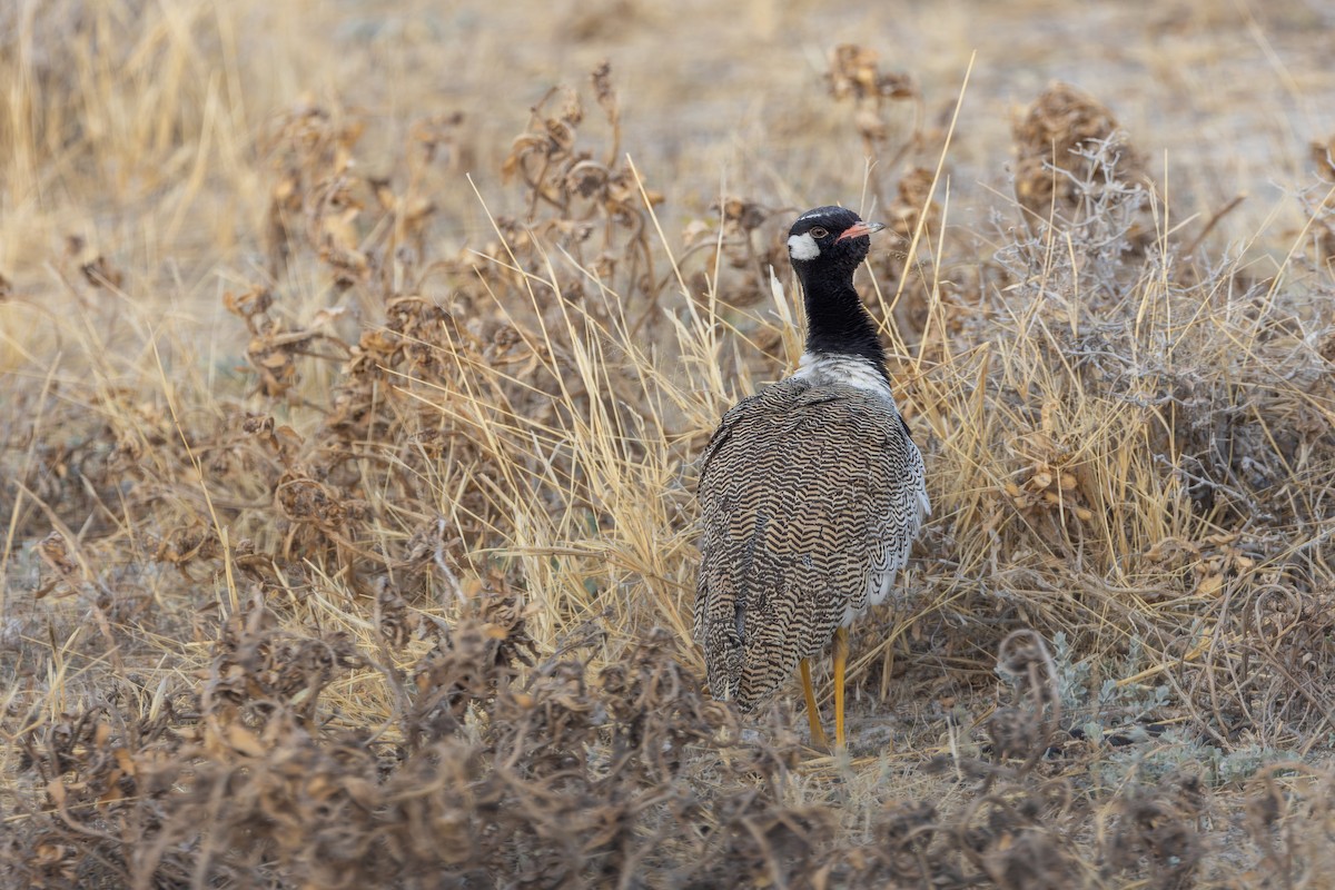 White-quilled Bustard - ML648308372