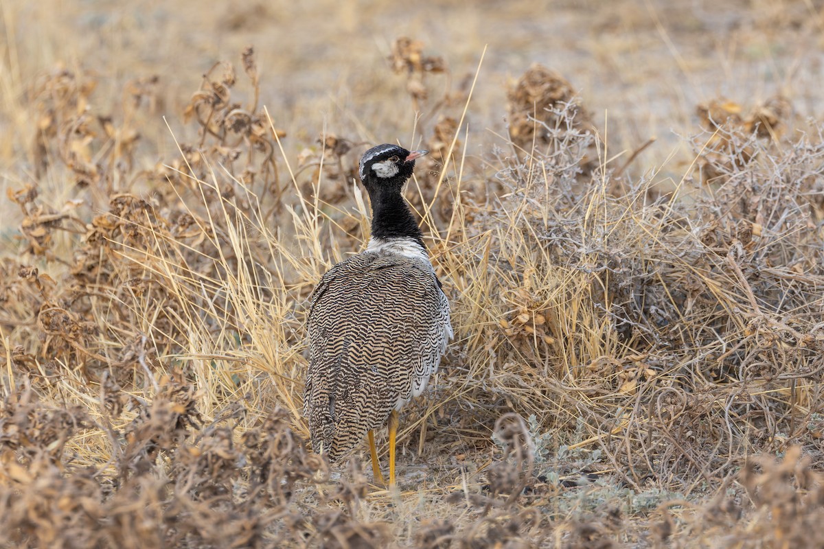 White-quilled Bustard - ML648308373