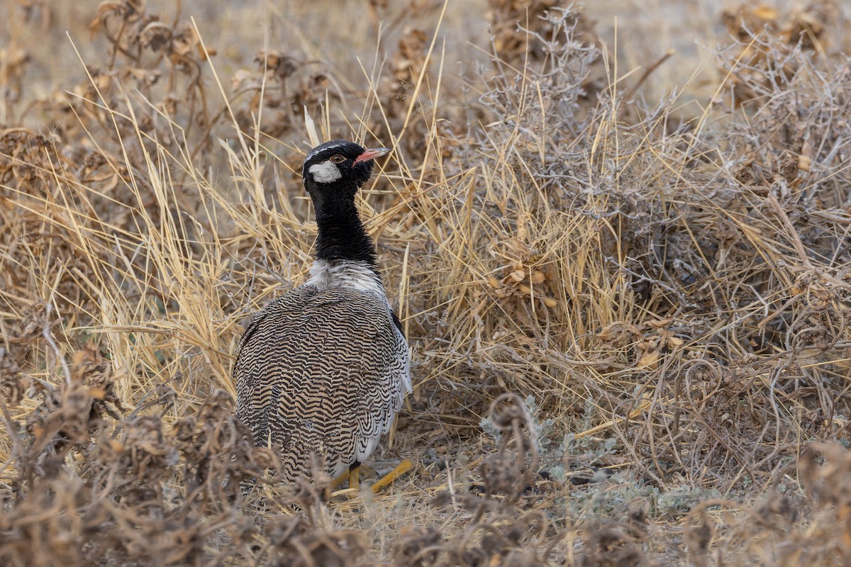 White-quilled Bustard - ML648308374