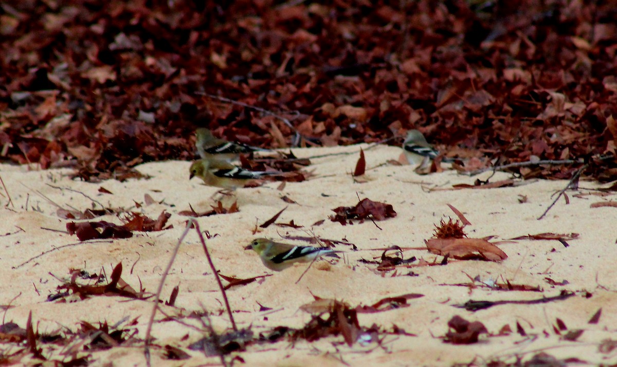 Jilguero Yanqui - ML648308375