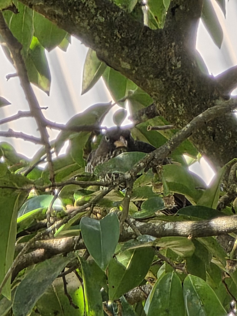 Pearly-eyed Thrasher - ML648308391