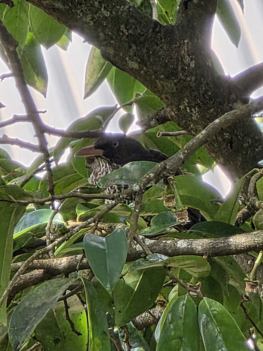 Pearly-eyed Thrasher - ML648308404