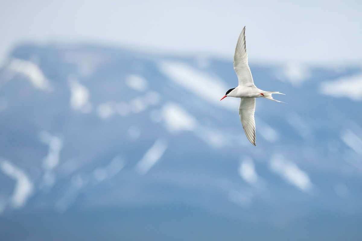 South American Tern - Birder sp.