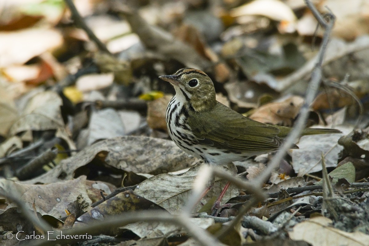 Ovenbird - ML64830901