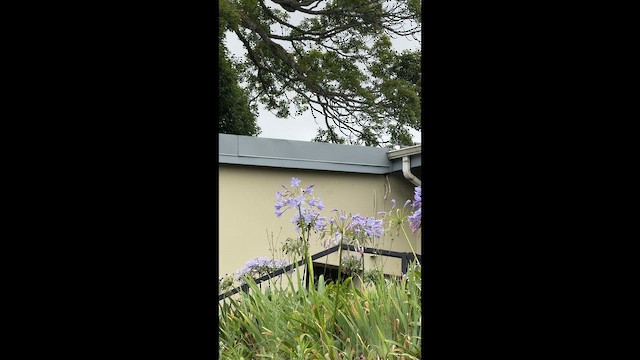 Greater Double-collared Sunbird - ML648309040