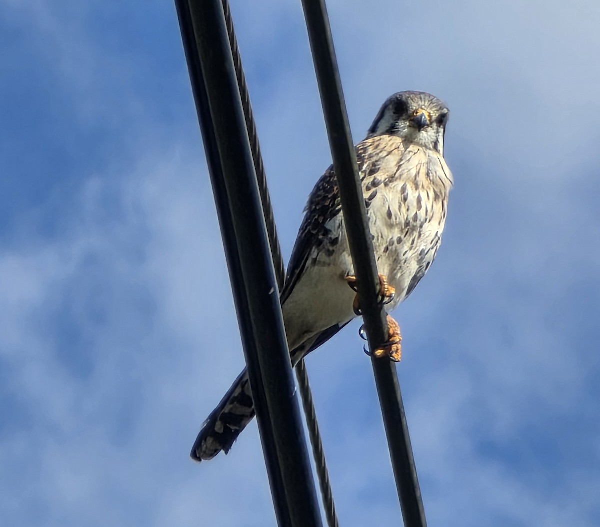 American Kestrel - ML648309563