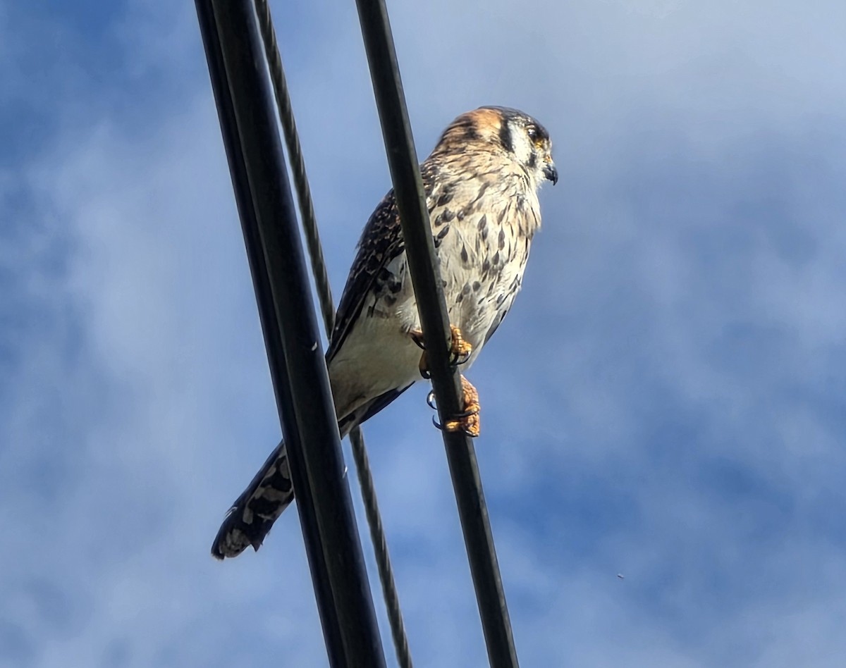American Kestrel - ML648309572