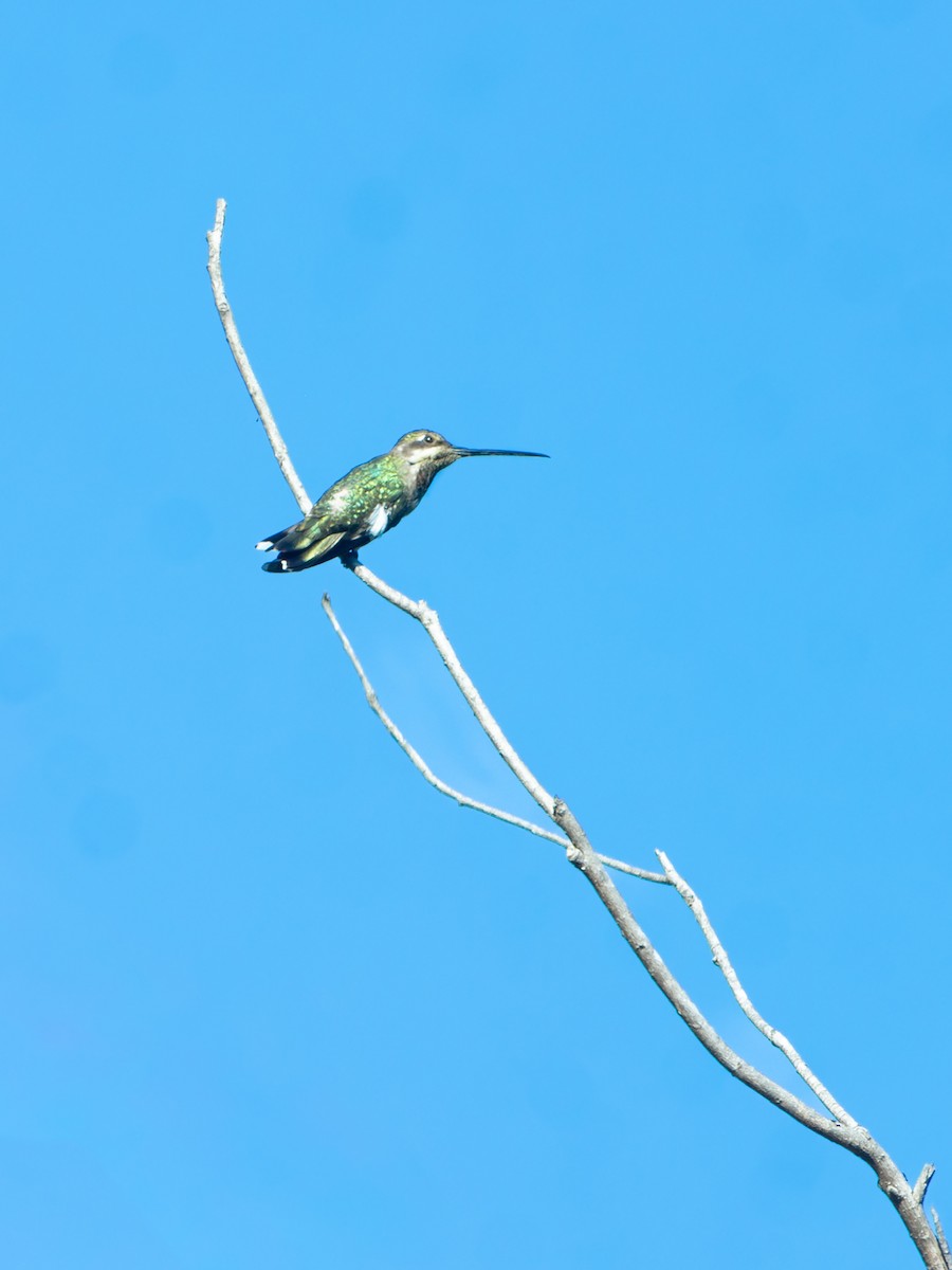 Funkenkehlkolibri - ML648310424