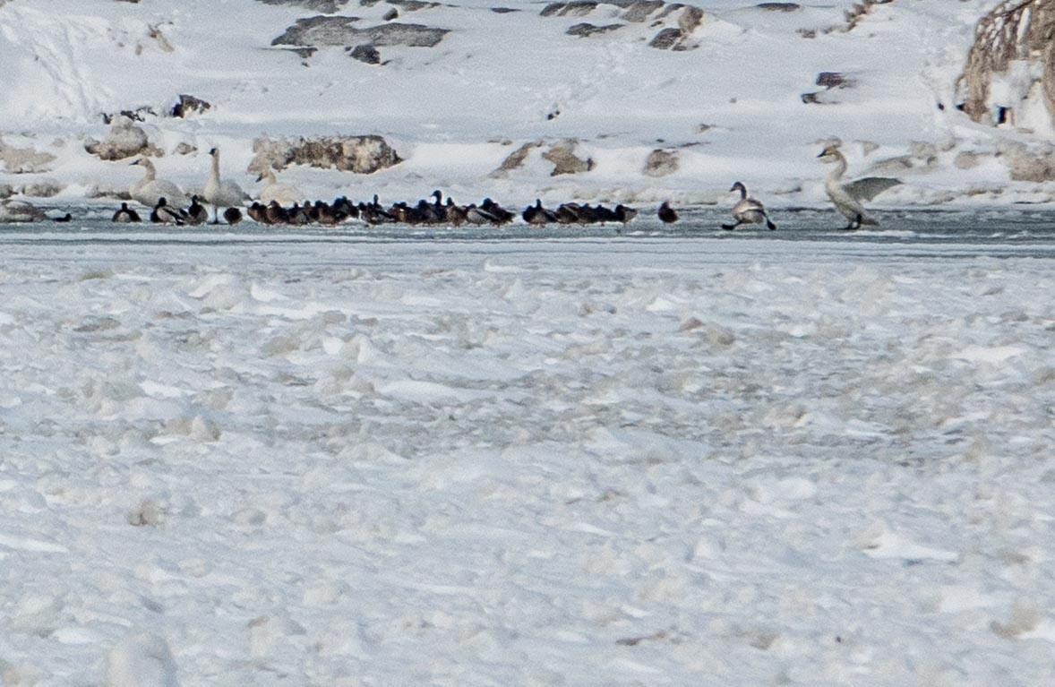 Cygne siffleur (columbianus) - ML648310445