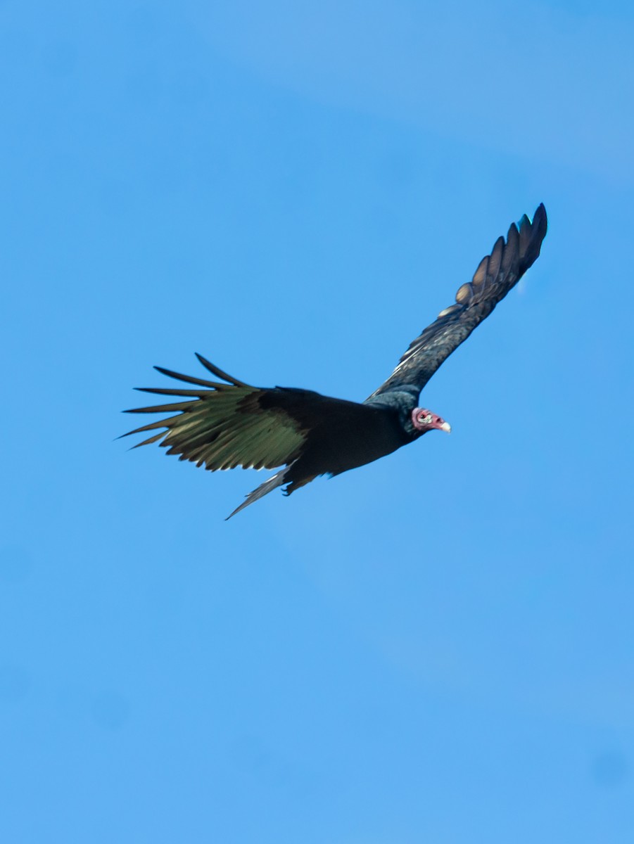 Truthahngeier - ML648310455