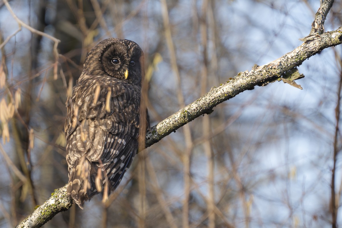 puštík bělavý - ML648310901