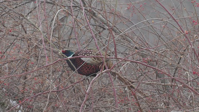 コウライキジ - ML648311525