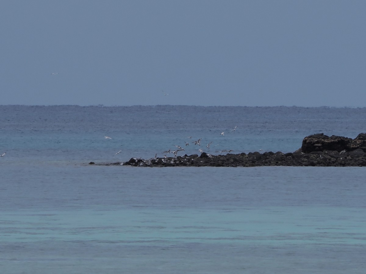 Крячок малий/мекранський - ML648311944