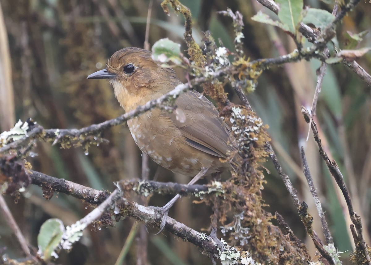 Boyaca Antpitta - ML648312301