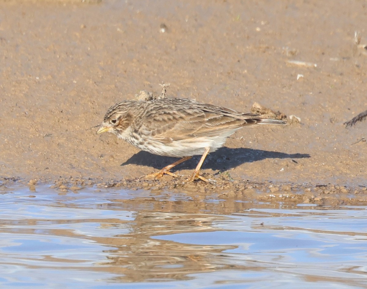 Жайворонок сірий - ML648312321